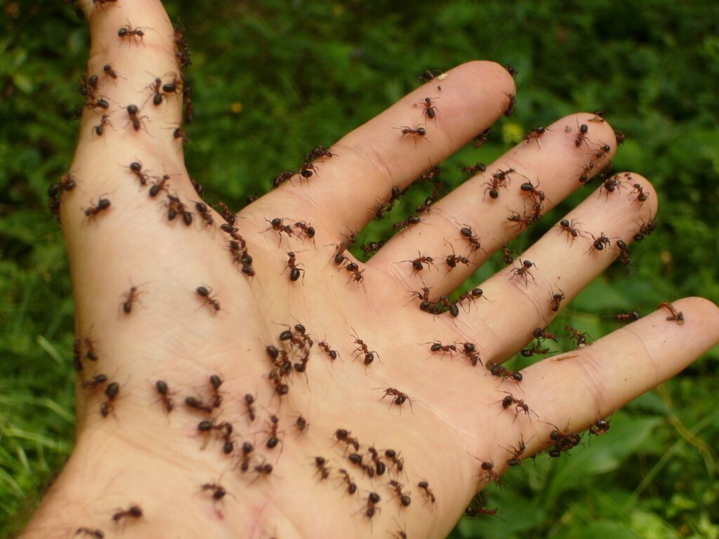 ventajas y desventajas de los insecticidas